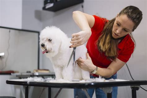 The 7 Best Online Dog Grooming Schools of 2021