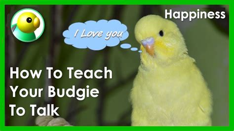 Funny Talking Budgerigars. How To Teach My Budgie To Speak - YouTube