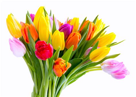 Picture Bouquets Tulips Flowers 4000x2857