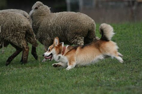 How to Train a Dog to Herd: 5 Tips & Tricks | Hepper