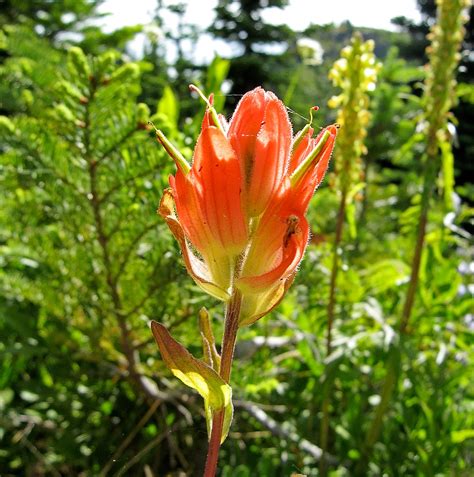 Common Red Paintbrush - Castilleja miniata | Along with the … | Flickr