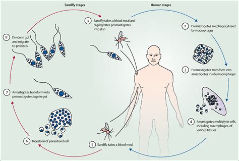 Leishmania Life Cycle