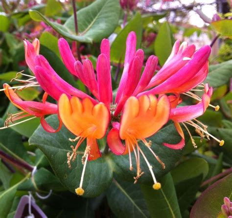 Lonicera: Honeysuckle Vine | Portland Nursery