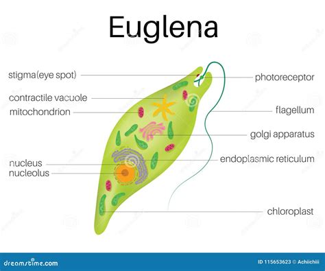 The structure And diagram of Euglena Stock Vector - Illustration of structure, organism: 115653623