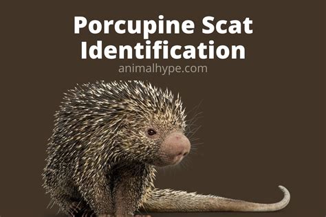 What Does Porcupine Poop Look Like? Porcupine Scat Identification - Animal Hype