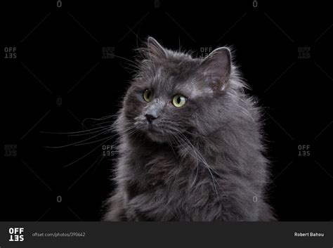 36 Dark Grey Ragdoll Cat Photos – Pets House