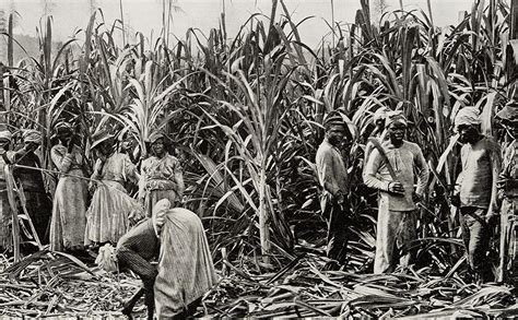 Sugar Cane Plantation Slaves