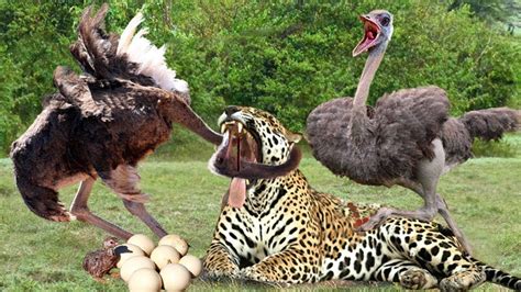 Tragic Leopard! Angry Ostrich Attacks Leopard For Stealing Eggs - YouTube