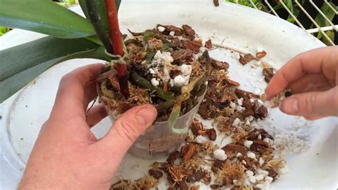 Easy Orchid Care: Repotting a Phalaenopsis with Rotten Roots / Steps to save an Orchid with no ...