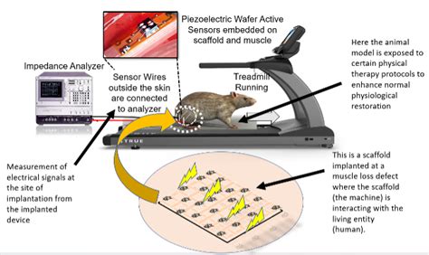 Implantable Devices and Regenerative Medicine | Cleveland State University