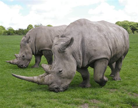 5 things to think about when training rhinos (if you don’t have a rhino ...