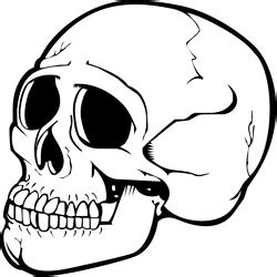 Skull PNG image