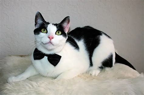 A Tribute to Tuxies and their 'Tuxitude' - The Purrington Post