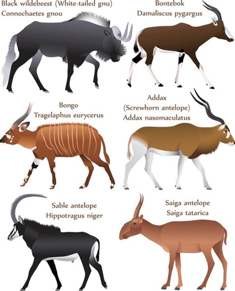 Antelopes Species "saiga": Over 20 Royalty-Free Licensable Stock Illustrations & Drawings ...