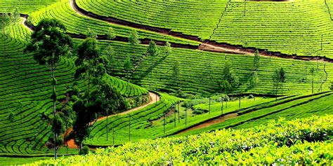 Complete Tourism Info about Idukki - Experience Kerala