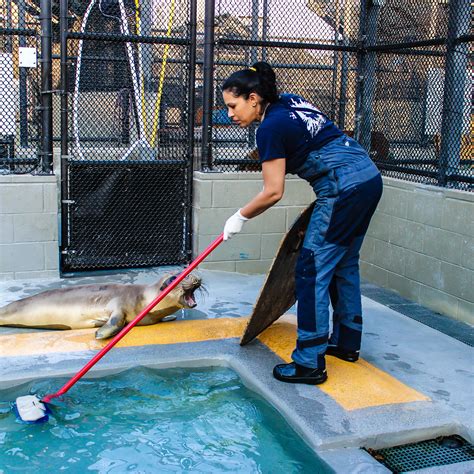 Volunteer | The Marine Mammal Center