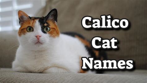 200+ Best Calico Cat Names With Meanings - Petmoo