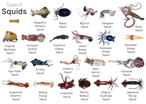 Squid Facts, Types, Diet, Reproduction, Classification, Pictures ...