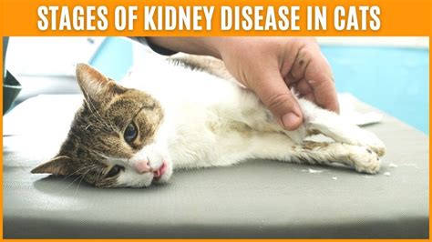 Stages Of Kidney Disease In Cats🐱Symptoms of Kidney Failure in Cats - YouTube