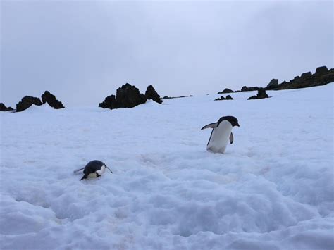 Adelies, Penguin Island | Highly Allochthonous