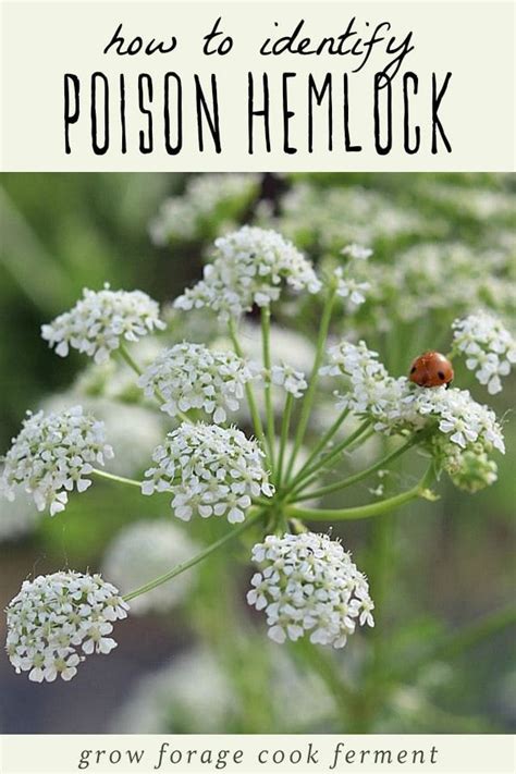 Poison Hemlock: How to Identify and Potential Look-alikes | Edible wild plants, Medicinal wild ...