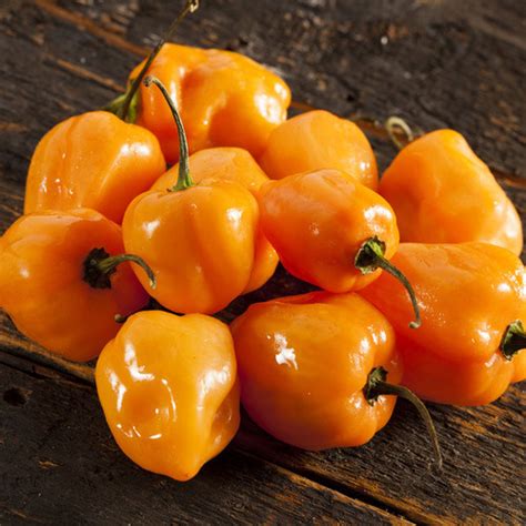 Pepper Habanero Orange Seeds (20 seeds) (PEPPER) - Plant World Seeds