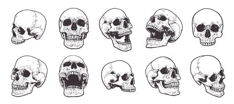 Anatomical Skulls Vector Set 536240 Vector Art at Vecteezy