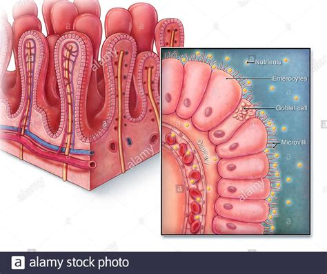 An illustrated section of villi from the small intestine as well as a ...