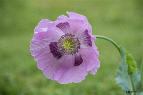 Purple poppy flower in a field of green grass Copy - stock photo ...