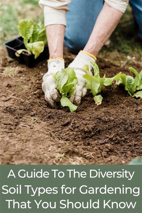 Soil Mastery: A Guide To The Types of Soil for Gardening