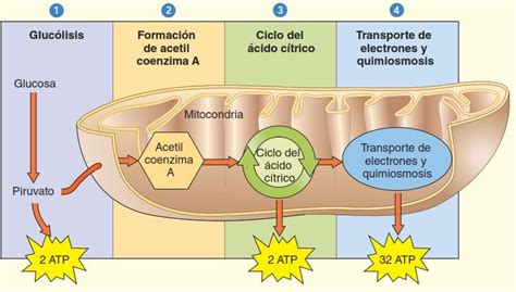 Etapas de la respiración celular. | Biología avanzada, Enseñanza biología, Bioquímica