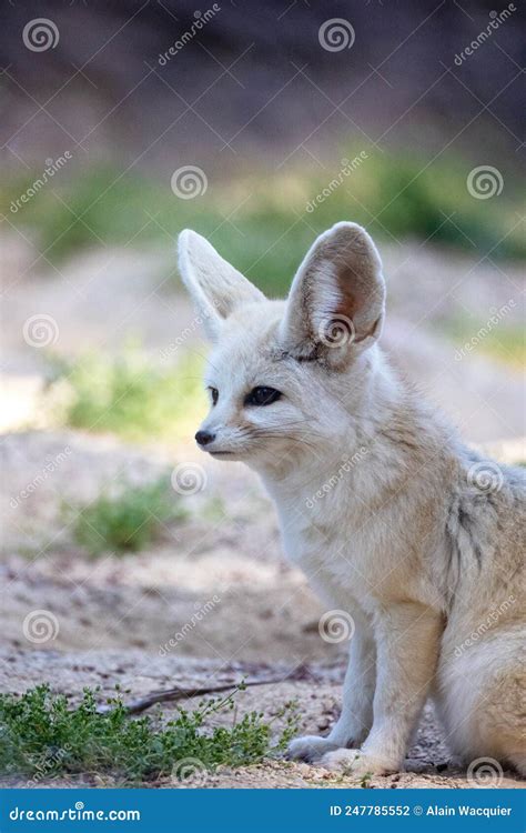 Portrait of a Fennec Fox in an Enclosure Stock Photo - Image of face ...