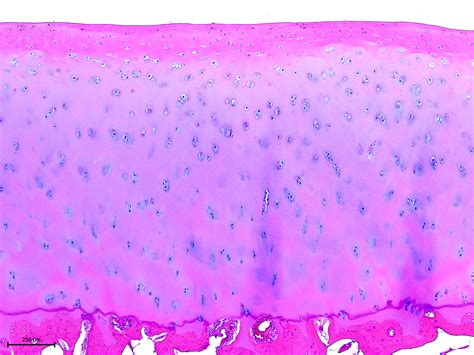 Articular Cartilage Histology