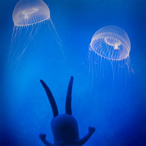 Plankton Goes Jellyfishing! - a photo on Flickriver