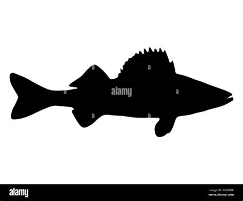 Walleye fish silhouette vector art Stock Vector Image & Art - Alamy