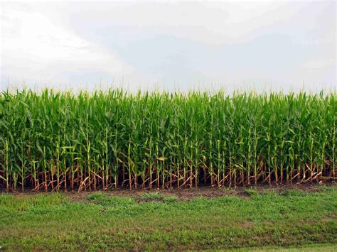 Cornfield in Iowa – KCHA News