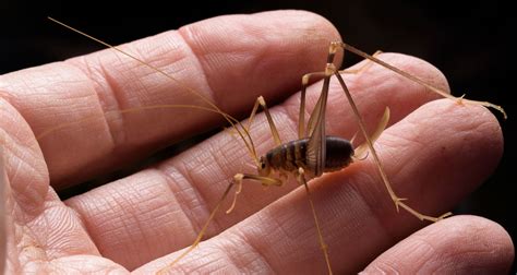 Spider Crickets Are Real, And Here's Why You Don't Want Them In Your ...