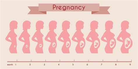 1 Month Pregnant Baby Size – Learn About it Here | New Baby Time