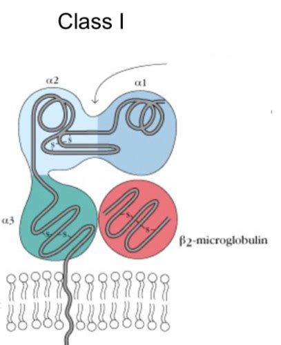 MHC & Antigen Presentation Flashcards | Quizlet