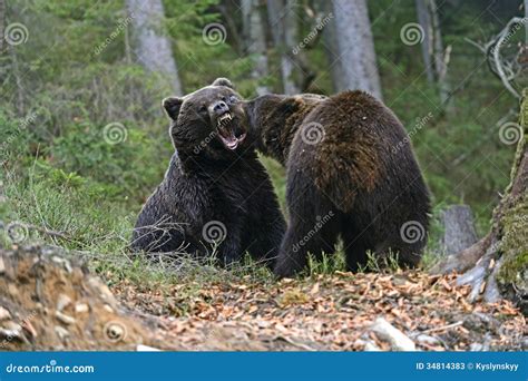 Brown bear stock image. Image of cautious, nature, habitat - 34814383