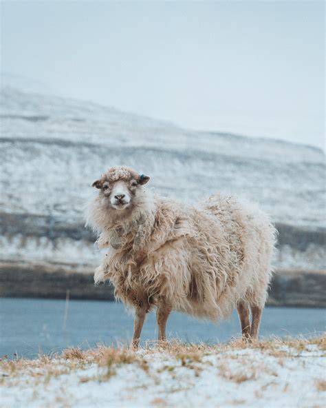 Sheep on pasture in countryside in winter · Free Stock Photo