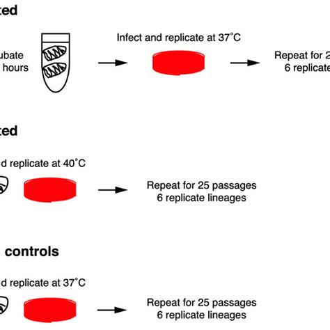 Schematic for experimental evolution | Download Scientific Diagram