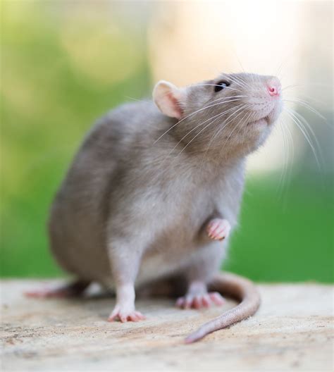 Rat Lifespan - How Long Do Pet Rats Live & How To Help Them Live Longer!