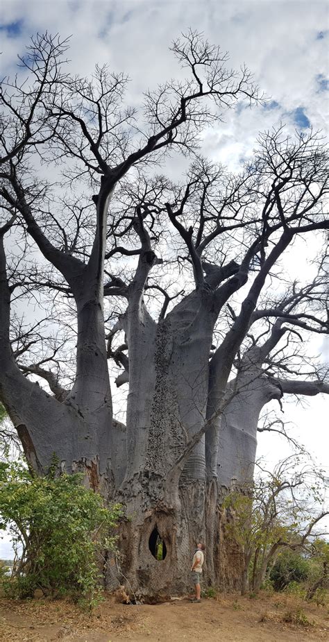 9 Fascinating baobab tree facts - Africa Geographic