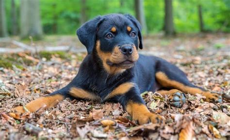 rottweiler puppy food portions - Swingeing Diary Bildergallerie