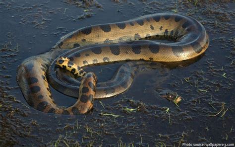 Interesting facts about anacondas | Just Fun Facts