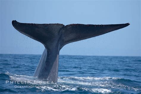 Blue whale, raising fluke prior to diving for food, Balaenoptera musculus photo, San Diego ...