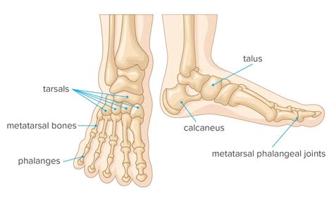 Foot bones: Anatomy, conditions, and more - KingfirthHealthandFitness