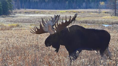 Manitoba Wildlife Federation partners with Ducks Unlimited Canada on ...