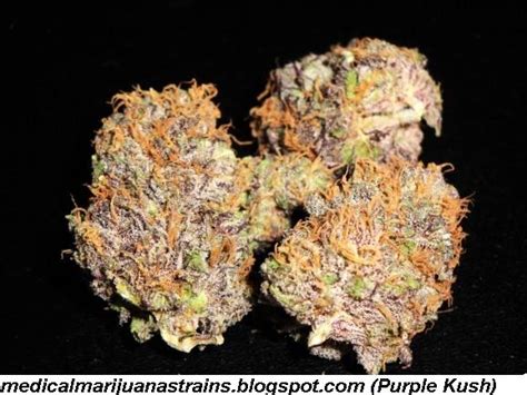 medical marijuana strains, marijuana strains: Indica, Purple Kush